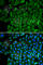 Selenium Binding Protein 1 antibody, A1222, ABclonal Technology, Immunofluorescence image 