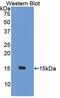 C-C Motif Chemokine Ligand 8 antibody, MBS2026306, MyBioSource, Western Blot image 