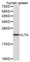 Lymphotoxin Alpha antibody, abx001306, Abbexa, Western Blot image 