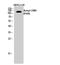 Exportin 1 antibody, STJ97225, St John