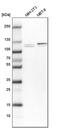 RNA Binding Motif Protein 12 antibody, PA5-60299, Invitrogen Antibodies, Western Blot image 