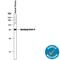 SRBC antibody, MAB5087, R&D Systems, Western Blot image 