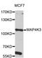 Mitogen-Activated Protein Kinase Kinase Kinase Kinase 3 antibody, STJ26576, St John