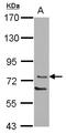 Protein Kinase C Theta antibody, LS-C155306, Lifespan Biosciences, Western Blot image 