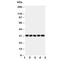 OLR1 antibody, R30930, NSJ Bioreagents, Western Blot image 