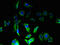 OMA1 Zinc Metallopeptidase antibody, LS-C397343, Lifespan Biosciences, Immunofluorescence image 