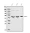 Chromobox 8 antibody, M05234, Boster Biological Technology, Western Blot image 