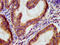 Multiple EGF Like Domains 9 antibody, LS-C672104, Lifespan Biosciences, Immunohistochemistry paraffin image 