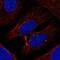 TXK Tyrosine Kinase antibody, NBP2-56302, Novus Biologicals, Immunocytochemistry image 