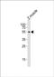 Adrenoceptor Alpha 2A antibody, PA5-72228, Invitrogen Antibodies, Western Blot image 