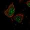 Acyl-CoA Binding Domain Containing 6 antibody, NBP1-81158, Novus Biologicals, Immunocytochemistry image 