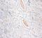 Creatine kinase U-type, mitochondrial antibody, MBS719661, MyBioSource, Immunohistochemistry paraffin image 