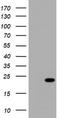 NME/NM23 Nucleoside Diphosphate Kinase 1 antibody, TA801365, Origene, Western Blot image 