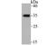 Tropomyosin 1 antibody, NBP2-75689, Novus Biologicals, Western Blot image 