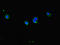 Coiled-Coil Domain Containing 8 antibody, orb45574, Biorbyt, Immunofluorescence image 