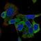 Inositol Polyphosphate-5-Phosphatase A antibody, HPA066549, Atlas Antibodies, Immunofluorescence image 