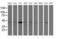 NudE Neurodevelopment Protein 1 Like 1 antibody, MA5-25578, Invitrogen Antibodies, Western Blot image 