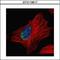 Myoneurin antibody, GTX116617, GeneTex, Immunocytochemistry image 