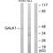 Galactokinase 1 antibody, A06627, Boster Biological Technology, Western Blot image 