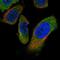Pantothenate Kinase 4 antibody, NBP2-55206, Novus Biologicals, Immunofluorescence image 