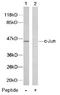 Jun Proto-Oncogene, AP-1 Transcription Factor Subunit antibody, AP02566PU-S, Origene, Western Blot image 