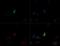 Baculoviral IAP Repeat Containing 5 antibody, NB110-92717, Novus Biologicals, Immunofluorescence image 
