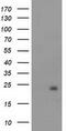 NADH:Ubiquinone Oxidoreductase Subunit B9 antibody, TA502629, Origene, Western Blot image 