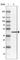 DEAF1 Transcription Factor antibody, HPA030302, Atlas Antibodies, Western Blot image 
