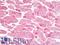 N-Terminal EF-Hand Calcium Binding Protein 3 antibody, LS-B9705, Lifespan Biosciences, Immunohistochemistry frozen image 