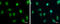 Aryl Hydrocarbon Receptor antibody, GTX129013, GeneTex, Immunofluorescence image 