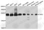 Chromobox 3 antibody, A2248, ABclonal Technology, Western Blot image 