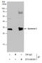 Syndecan Binding Protein antibody, GTX108391, GeneTex, Immunoprecipitation image 