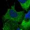 Core-Binding Factor Subunit Beta antibody, HPA038852, Atlas Antibodies, Immunocytochemistry image 