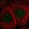 Dynein Axonemal Light Chain 1 antibody, NBP2-13929, Novus Biologicals, Immunofluorescence image 