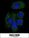 Plasma protease C1 inhibitor antibody, 62-392, ProSci, Immunofluorescence image 