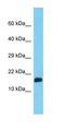 Peptidylprolyl cis-trans isomerase A-like 4G antibody, orb327082, Biorbyt, Western Blot image 