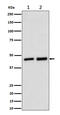 Annexin A7 antibody, M04889-2, Boster Biological Technology, Western Blot image 