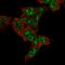 Family With Sequence Similarity 120C antibody, HPA047677, Atlas Antibodies, Immunofluorescence image 