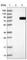 FAD Dependent Oxidoreductase Domain Containing 2 antibody, HPA031611, Atlas Antibodies, Western Blot image 