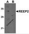 Receptor Accessory Protein 2 antibody, 5571, ProSci, Western Blot image 