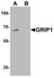 Glutamate Receptor Interacting Protein 1 antibody, LS-C201045, Lifespan Biosciences, Western Blot image 