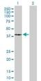 cAMP-dependent protein kinase catalytic subunit gamma antibody, H00005568-D01P, Novus Biologicals, Western Blot image 