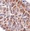 Transient Receptor Potential Cation Channel Subfamily V Member 1 antibody, NBP1-71774, Novus Biologicals, Immunohistochemistry frozen image 