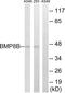 Bone Morphogenetic Protein 8b antibody, LS-B11365, Lifespan Biosciences, Western Blot image 