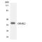 Olfactory Receptor Family 4 Subfamily K Member 2 antibody, LS-C200363, Lifespan Biosciences, Western Blot image 