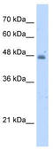 Kynureninase antibody, TA338979, Origene, Western Blot image 