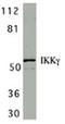 Inhibitor Of Nuclear Factor Kappa B Kinase Regulatory Subunit Gamma antibody, ADI-KAP-TF132-E, Enzo Life Sciences, Western Blot image 