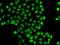 Zinc Finger Protein 148 antibody, orb373522, Biorbyt, Immunofluorescence image 