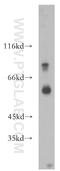Purinergic Receptor P2X 4 antibody, 13534-1-AP, Proteintech Group, Western Blot image 