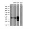 Arginase 1 antibody, NBP2-03618, Novus Biologicals, Western Blot image 